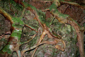 Ficus roots and algae , rocks - Malaysia