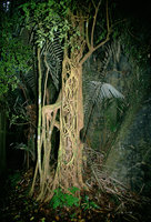 Stangling Ficus roots - Malaysia