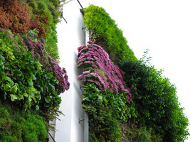 Rue d\&#039;Alsace, Sedum etc, Sept. 2010