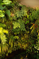 Mur Végétal chez Patrick Blanc, Feb 2012