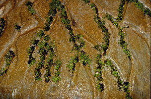 Seeping Rock by Patrick Blanc, In situ In visu exhibition, Albi, France