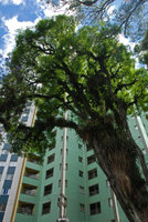 Tree with epiphytic plants in town, Curitiba, Nov. 2011