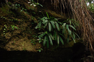 Pinanga rupestris, Bako, Sarawak, Jul. 2010