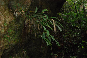 Pinanga rupestris, cespite, Bako, Sarawak