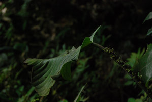 Monophyllaea singularis, flower details, Bau, Sarawak
