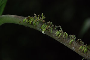 Monophyllaea singularis, tiny flowers details along the petiole, Bau, Sarawak