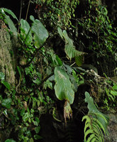 Monophyllaea singularis, limestone cliff, necrosed leaf, Bau, Sarawak