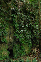 Cave entrance with Gesneriaceae, Bau, Sarawak