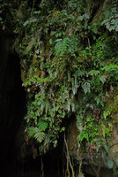 Limestone cliffs covered with Ferns, Begonias, Araceae, Bau, Sarawak