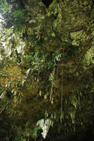 Stalactites, Begonias, Ferns, Ficus, Bau cave, Sarawak