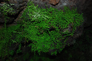 Selaginella sp, iridescent green, limestone cliff, Bau, Sarawak