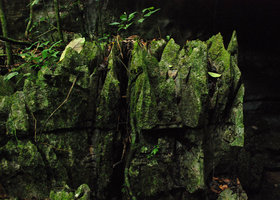 Karstic needles, algae and mosses, Bau, Sarawak