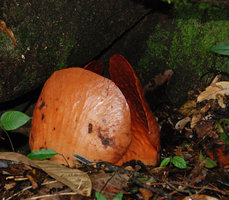 Rafflesia tuan mudae, emerging floral bud, Gunung Gading, Sarawak