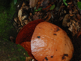 Rafflesia tuan mudae, floral bud and a fly, Gunung Gading, Sarawak