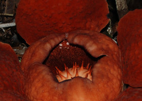 Rafflesia tuan mudae, flower center detail, Gunung Gading, Sarawak
