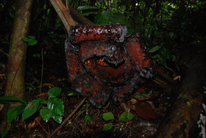 Rafflesia tuan mudae, decaying flower, Gunung Gading, Sarawak