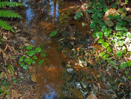 Barclaya rugosa, Barclaya mottleyi, Cryptocoryne schulzei  and Piper flavimarginatum, Gunung Panti RFR, Johore, Malaysia