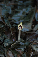 Cryptocoryne schulzei inflorescence, Gunung Panti FR, Johore, Malaysia, Feb 2012