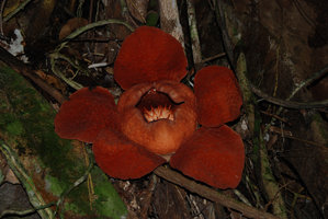 Rafflesia tuan mudae, opened flower, Gunung Gading, Sarawak