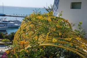 Life Marina, Yellow Boa  with Tecomaria capensis and Euryops pectinatus in bloom, Ibiza, Feb 2012
