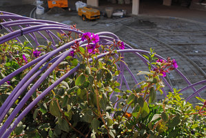 Life Marina, installation, Purple Boa with Tibouchina urvilleana in bloom, Ibiza, Feb 2012