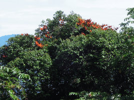 Bauhinia aureifolia in rainforest tree crown, Jeli, Kelantan, Malaysia