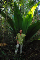 Patrick Blanc under Johannesteijsmannia altifrons, Bako, Sarawak, Jul. 2010