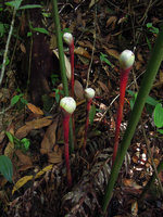 Etlingera cf. maingayi, erect above ground inflorescences, Jeli, Kelantan, Malaysia