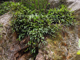 Pyrrosia assimilis, saxicolous clonal population, Suzhou, China