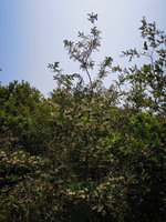 Sinojackia xylocarpa, flowering shrub, Dayang Shan, Suzhou, China