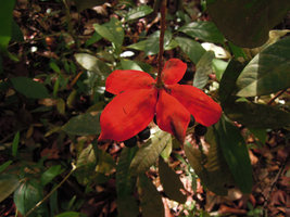 Sterculia coccinea, open follicles seen from above, Mac Ritchie, Singapore