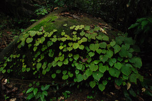 Begonia sinuata on mossy rock, Chanthaburi, Thailand
