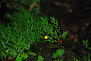 Monolophus (syn. Caulokaempferia) sirirugsae, Begonia sinuata and Argostemma pictum, Si Phangnga NP, Thailand