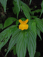Monolophus (syn.Caulokaempferia) saxicola, Khao Yai, Thailand