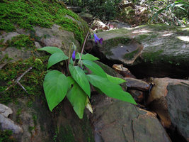 Chirita sp., Khao Yai NP, Thailand
