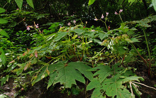 Begonia sp. , Khao Yai, Thailand