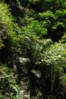 Caryota and Arenga on a cliff, Luzon