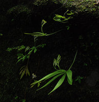 Argostemma parvum, Chanthaburi, Thailand
