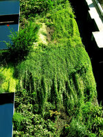 Ixeris stolonifera , Quai Branly