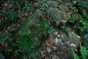 Begonia blancii, mixed population, green spotted and blackish individuals, Palawan