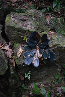Begonia blancii, blackish form, Palawan