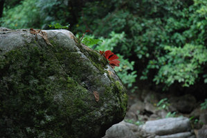 Begonia blancii, red underside spotted leaves, Palawan