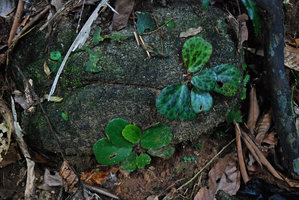 Begonia blancii, green and spotted individuals, Palawan