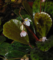 Begonia blancii, male and female flowers, Palawan