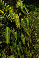 CNAC Wall, Anthurium warocqueanum,Tokyo