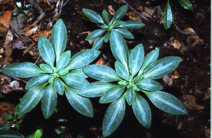 Alstroemeria brasiliensis, Chapada do Araripe, Ceara, Brazil
