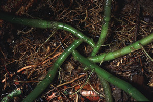 Paracostus englerianus  -  Cameroun