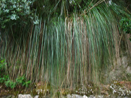 Poaceae sp, Majorque