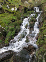 Waterfall with Chrysosplenium oppositifolium and Anagallis tenella, Pays de Galles - UK