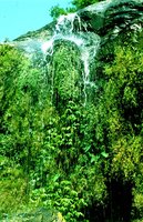 Doi Inthanon waterfall, vertical rocks covered by Pogonatherum paniceum and an Elatostema, Thailand